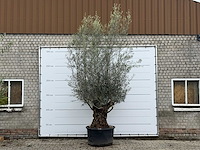 Olijfboom bonsai xl - olea europaea - ca. 80 jaar oud - hoogte ca. 290 cm - afbeelding 1 van  6