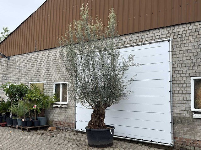 Olijfboom bonsai xl - olea europaea - ca. 80 jaar oud - hoogte ca. 290 cm - afbeelding 2 van  6