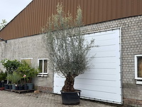 Olijfboom bonsai xl - olea europaea - ca. 80 jaar oud - hoogte ca. 290 cm - afbeelding 2 van  6