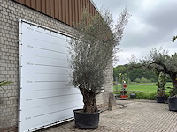 Olijfboom bonsai xl - olea europaea - ca. 80 jaar oud - hoogte ca. 290 cm - afbeelding 3 van  6