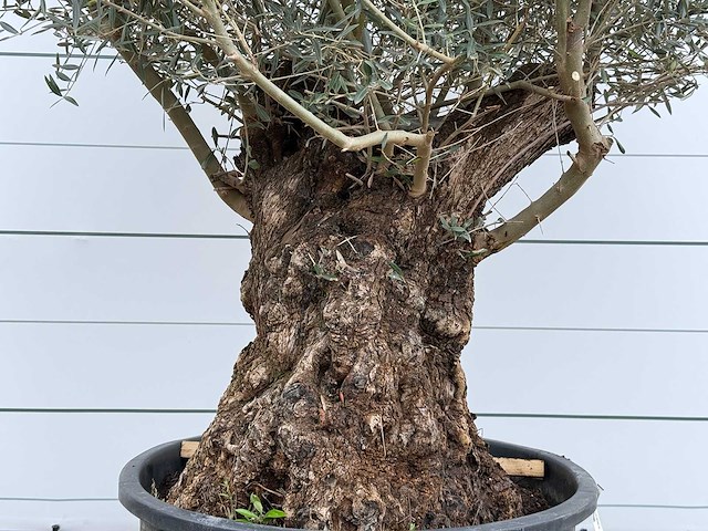 Olijfboom bonsai xl - olea europaea - ca. 80 jaar oud - hoogte ca. 290 cm - afbeelding 4 van  6