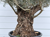 Olijfboom bonsai xl - olea europaea - ca. 80 jaar oud - hoogte ca. 290 cm - afbeelding 4 van  6