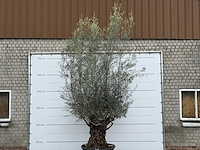 Olijfboom bonsai xl - olea europaea - ca. 80 jaar oud - hoogte ca. 290 cm - afbeelding 5 van  6