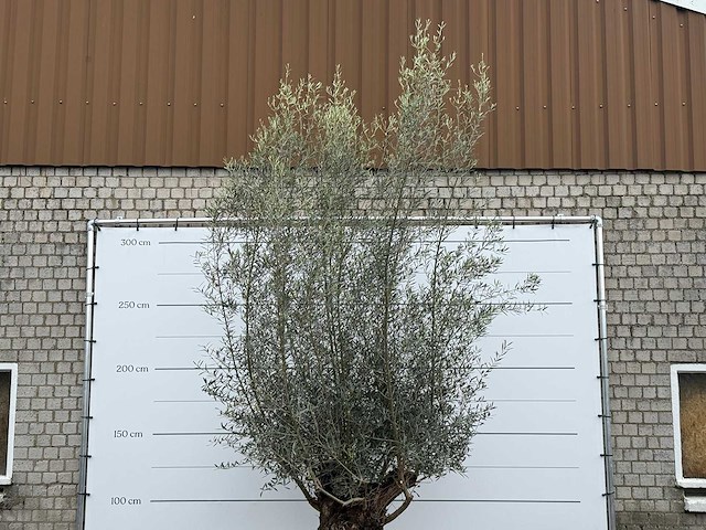 Olijfboom bonsai xl - olea europaea - ca. 80 jaar oud - hoogte ca. 290 cm - afbeelding 6 van  6