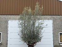 Olijfboom bonsai xl - olea europaea - ca. 80 jaar oud - hoogte ca. 290 cm - afbeelding 6 van  6