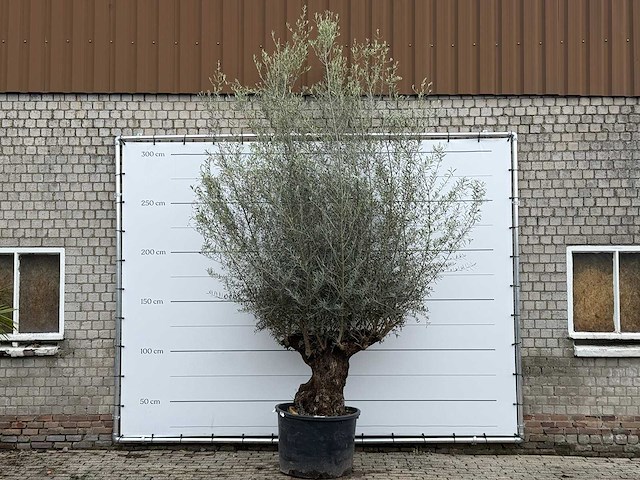 Olijfboom bonsai xl - olea europaea - ca. 80 jaar oud - hoogte ca. 290 cm - afbeelding 1 van  4