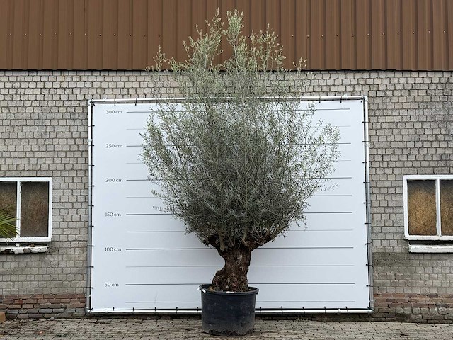 Olijfboom bonsai xl - olea europaea - ca. 80 jaar oud - hoogte ca. 290 cm - afbeelding 2 van  4