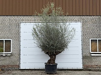 Olijfboom bonsai xl - olea europaea - ca. 80 jaar oud - hoogte ca. 290 cm - afbeelding 2 van  4
