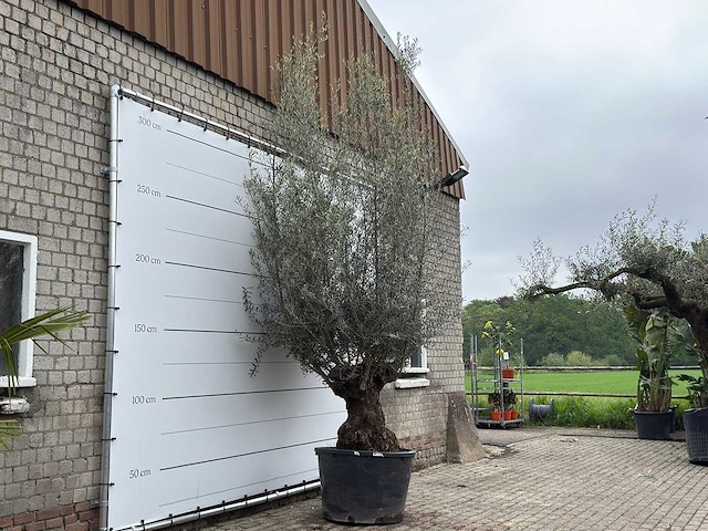 Olijfboom bonsai xl - olea europaea - ca. 80 jaar oud - hoogte ca. 290 cm - afbeelding 3 van  4