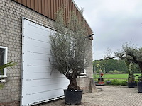 Olijfboom bonsai xl - olea europaea - ca. 80 jaar oud - hoogte ca. 290 cm - afbeelding 3 van  4