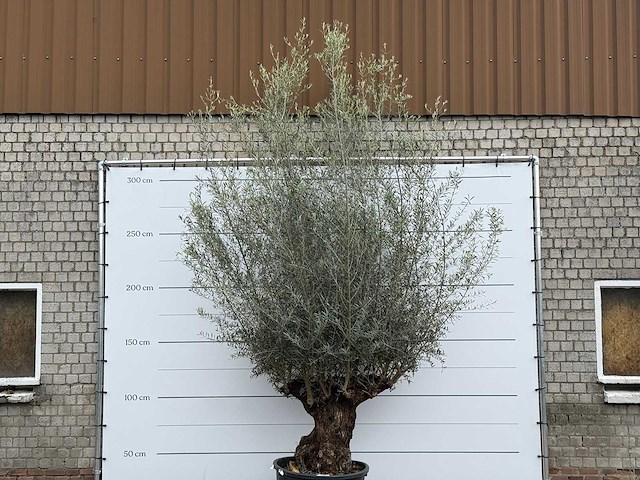 Olijfboom bonsai xl - olea europaea - ca. 80 jaar oud - hoogte ca. 290 cm - afbeelding 4 van  4