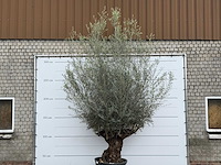 Olijfboom bonsai xl - olea europaea - ca. 80 jaar oud - hoogte ca. 290 cm - afbeelding 4 van  4