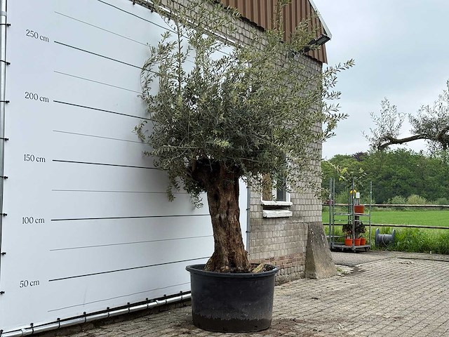 Olijfboom bonsai xl - olea europaea - ca. 80 jaar oud - hoogte ca. 290 cm - afbeelding 1 van  2