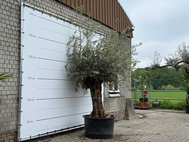 Olijfboom bonsai xl - olea europaea - ca. 80 jaar oud - hoogte ca. 290 cm - afbeelding 2 van  2