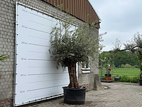 Olijfboom bonsai xl - olea europaea - ca. 80 jaar oud - hoogte ca. 290 cm - afbeelding 2 van  2