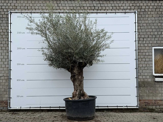 Olijfboom bonsai xl - olea europaea - ca. 80 jaar oud - hoogte ca. 290 cm - afbeelding 1 van  3
