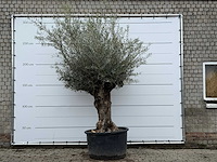 Olijfboom bonsai xl - olea europaea - ca. 80 jaar oud - hoogte ca. 290 cm - afbeelding 1 van  3
