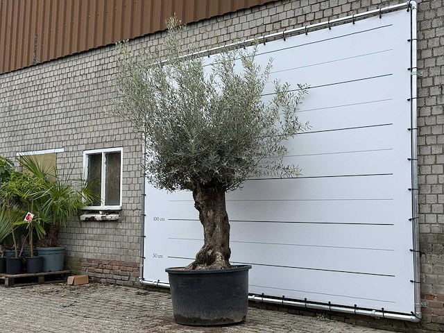 Olijfboom bonsai xl - olea europaea - ca. 80 jaar oud - hoogte ca. 290 cm - afbeelding 2 van  3