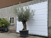 Olijfboom bonsai xl - olea europaea - ca. 80 jaar oud - hoogte ca. 290 cm - afbeelding 2 van  3