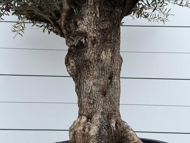 Olijfboom bonsai xl - olea europaea - ca. 80 jaar oud - hoogte ca. 290 cm - afbeelding 3 van  3