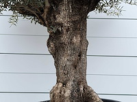 Olijfboom bonsai xl - olea europaea - ca. 80 jaar oud - hoogte ca. 290 cm - afbeelding 3 van  3