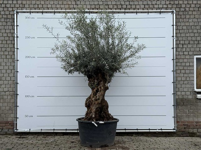 Olijfboom bonsai xl - olea europaea - ca. 80 jaar oud - hoogte ca. 290 cm - afbeelding 1 van  5