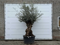 Olijfboom bonsai xl - olea europaea - ca. 80 jaar oud - hoogte ca. 290 cm - afbeelding 1 van  5