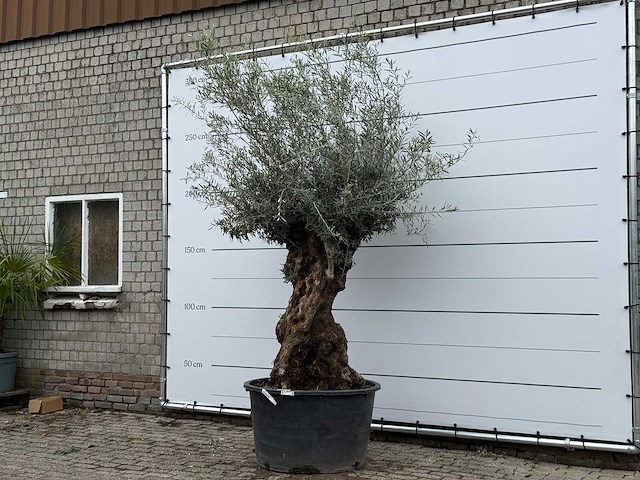 Olijfboom bonsai xl - olea europaea - ca. 80 jaar oud - hoogte ca. 290 cm - afbeelding 2 van  5