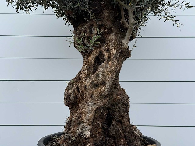 Olijfboom bonsai xl - olea europaea - ca. 80 jaar oud - hoogte ca. 290 cm - afbeelding 3 van  5