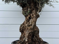 Olijfboom bonsai xl - olea europaea - ca. 80 jaar oud - hoogte ca. 290 cm - afbeelding 3 van  5