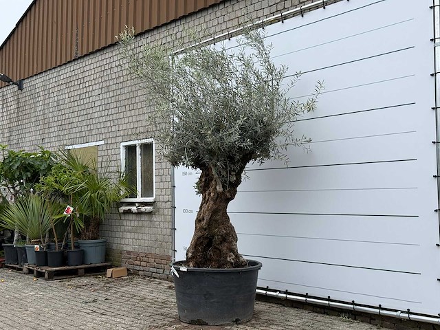 Olijfboom bonsai xl - olea europaea - ca. 80 jaar oud - hoogte ca. 290 cm - afbeelding 4 van  5