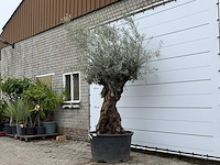 Olijfboom bonsai xl - olea europaea - ca. 80 jaar oud - hoogte ca. 290 cm - afbeelding 5 van  5