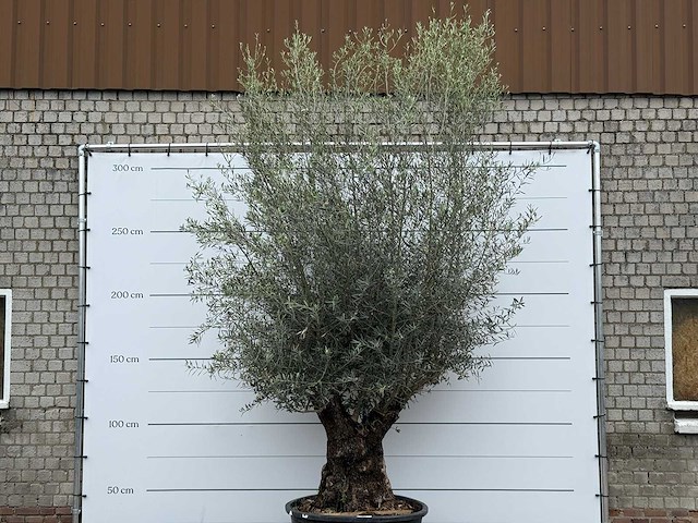 Olijfboom bonsai xl - olea europaea - ca. 80 jaar oud - hoogte ca. 290 cm - afbeelding 2 van  11