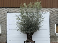 Olijfboom bonsai xl - olea europaea - ca. 80 jaar oud - hoogte ca. 290 cm - afbeelding 2 van  11
