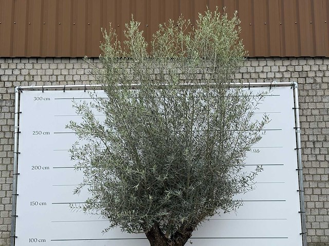 Olijfboom bonsai xl - olea europaea - ca. 80 jaar oud - hoogte ca. 290 cm - afbeelding 3 van  11