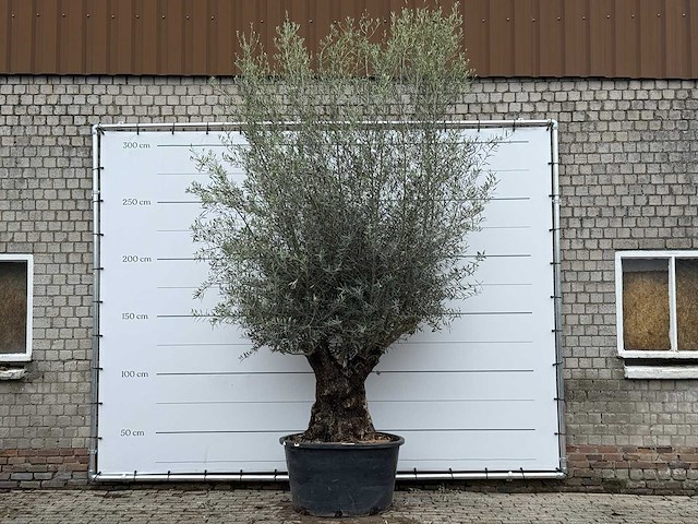 Olijfboom bonsai xl - olea europaea - ca. 80 jaar oud - hoogte ca. 290 cm - afbeelding 1 van  11