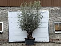 Olijfboom bonsai xl - olea europaea - ca. 80 jaar oud - hoogte ca. 290 cm - afbeelding 1 van  11