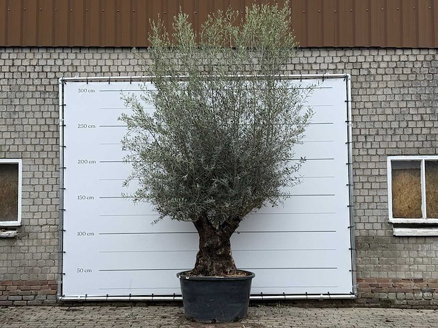 Olijfboom bonsai xl - olea europaea - ca. 80 jaar oud - hoogte ca. 290 cm - afbeelding 4 van  11