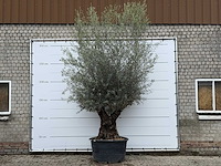 Olijfboom bonsai xl - olea europaea - ca. 80 jaar oud - hoogte ca. 290 cm - afbeelding 4 van  11