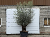 Olijfboom bonsai xl - olea europaea - ca. 80 jaar oud - hoogte ca. 290 cm - afbeelding 5 van  11