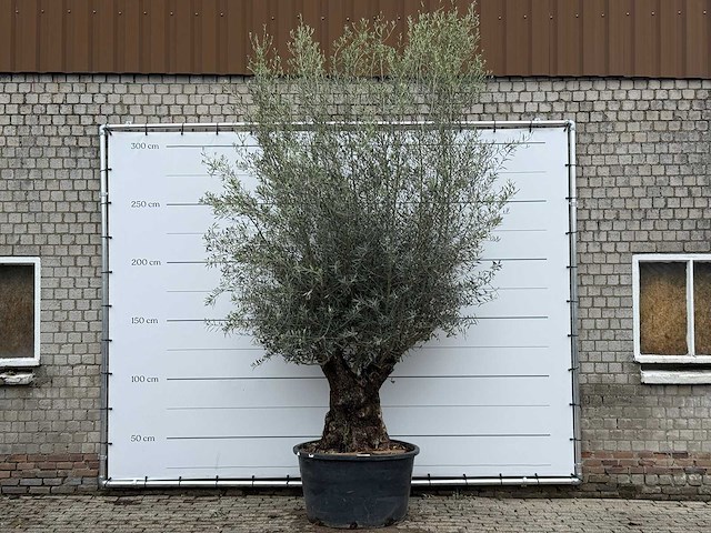 Olijfboom bonsai xl - olea europaea - ca. 80 jaar oud - hoogte ca. 290 cm - afbeelding 6 van  11