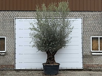 Olijfboom bonsai xl - olea europaea - ca. 80 jaar oud - hoogte ca. 290 cm - afbeelding 6 van  11