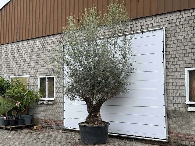 Olijfboom bonsai xl - olea europaea - ca. 80 jaar oud - hoogte ca. 290 cm - afbeelding 7 van  11