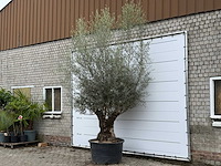 Olijfboom bonsai xl - olea europaea - ca. 80 jaar oud - hoogte ca. 290 cm - afbeelding 7 van  11