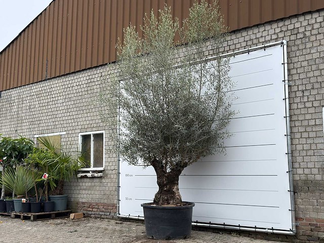 Olijfboom bonsai xl - olea europaea - ca. 80 jaar oud - hoogte ca. 290 cm - afbeelding 8 van  11