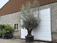 Olijfboom bonsai xl - olea europaea - ca. 80 jaar oud - hoogte ca. 290 cm - afbeelding 8 van  11