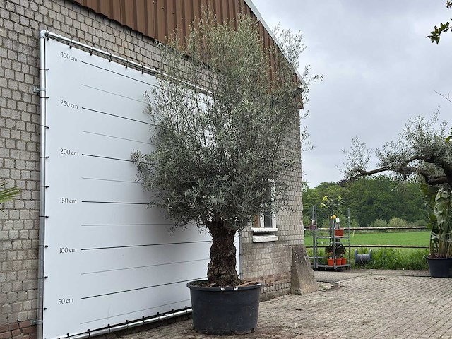 Olijfboom bonsai xl - olea europaea - ca. 80 jaar oud - hoogte ca. 290 cm - afbeelding 9 van  11