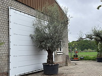 Olijfboom bonsai xl - olea europaea - ca. 80 jaar oud - hoogte ca. 290 cm - afbeelding 9 van  11