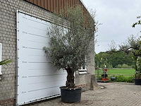 Olijfboom bonsai xl - olea europaea - ca. 80 jaar oud - hoogte ca. 290 cm - afbeelding 10 van  11