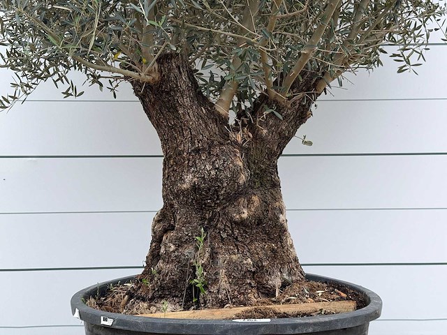 Olijfboom bonsai xl - olea europaea - ca. 80 jaar oud - hoogte ca. 290 cm - afbeelding 11 van  11